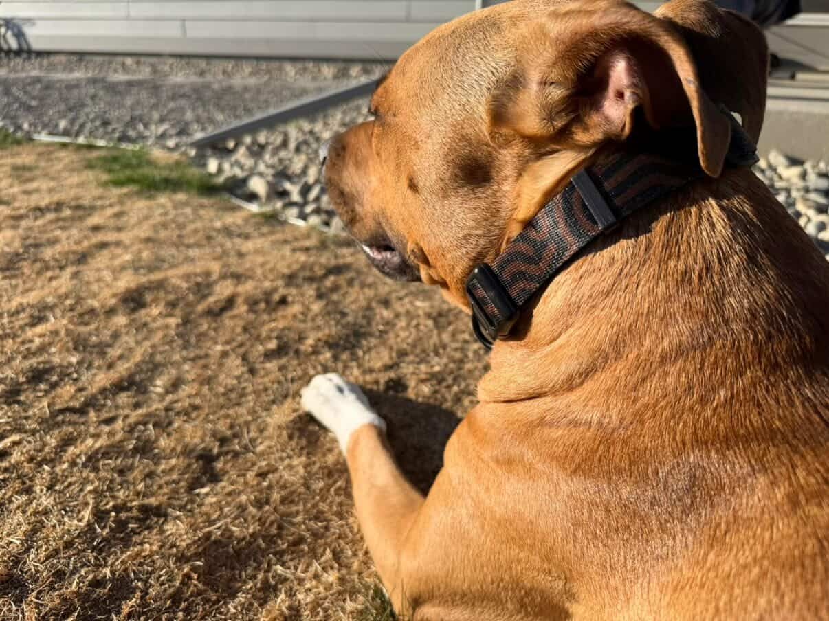 TERRA DATAGRAMA Pet collar &amp; leash set