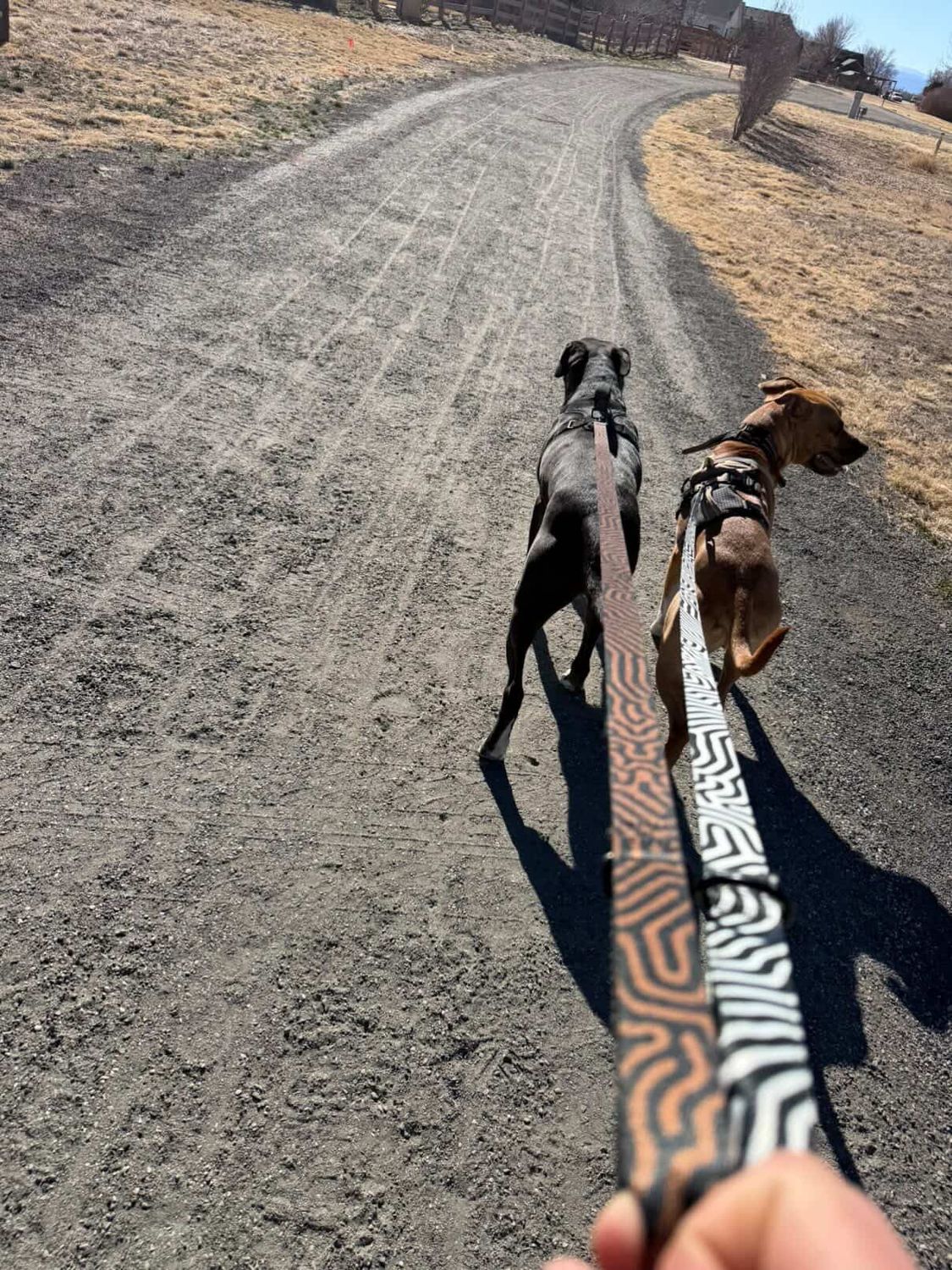 TERRA DATAGRAMA Pet collar &amp; leash set