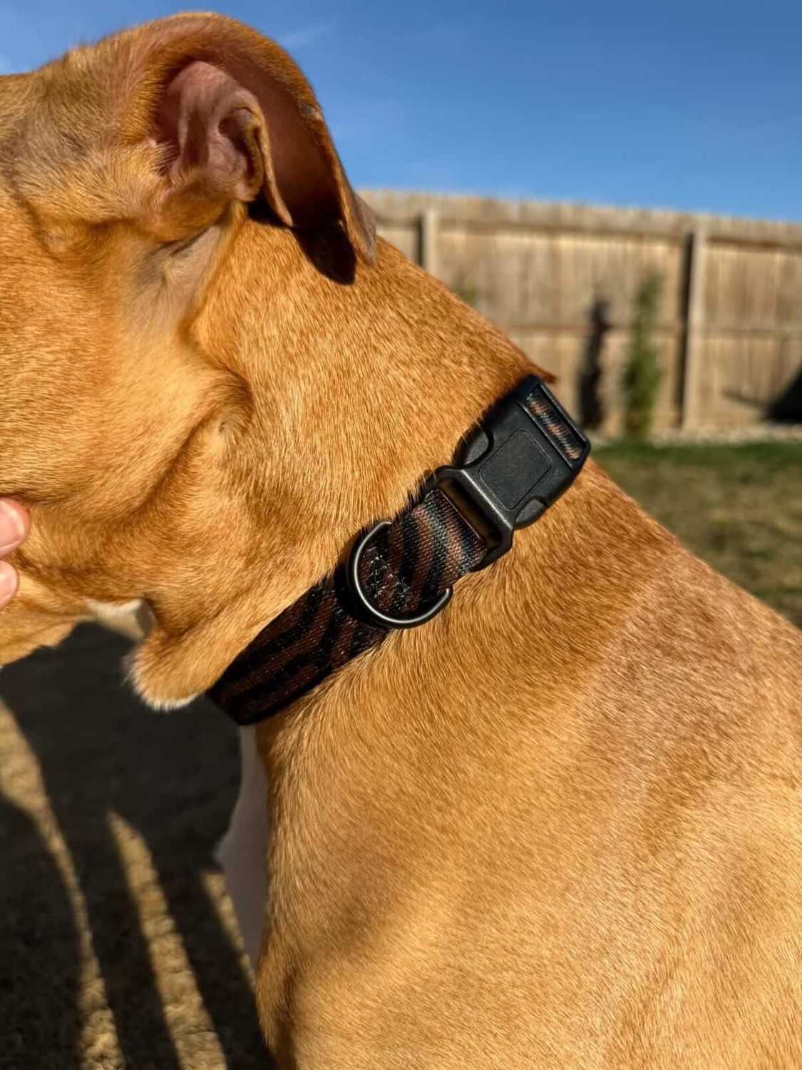TERRA DATAGRAMA Pet collar &amp; leash set