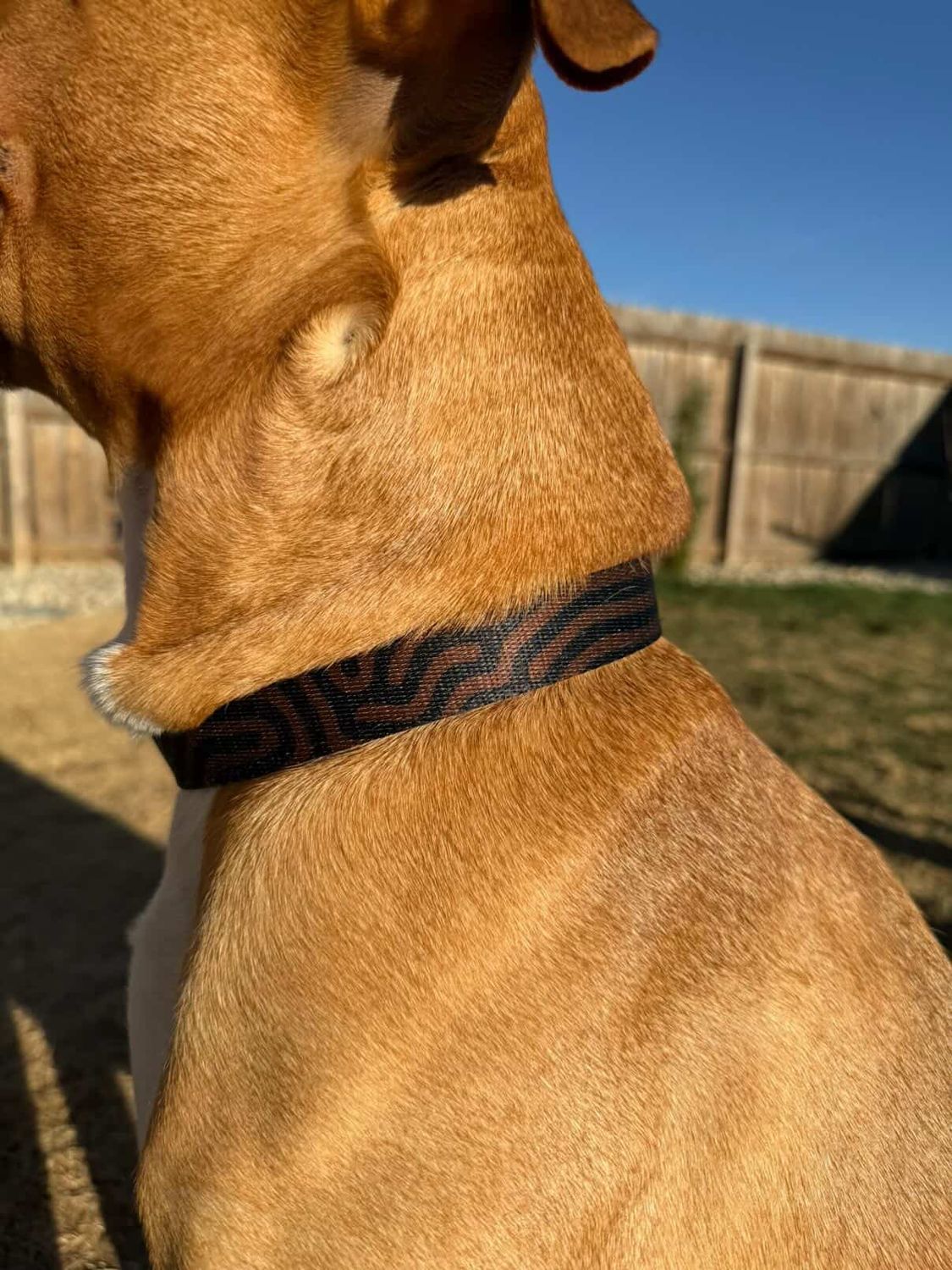 TERRA DATAGRAMA Pet collar &amp; leash set