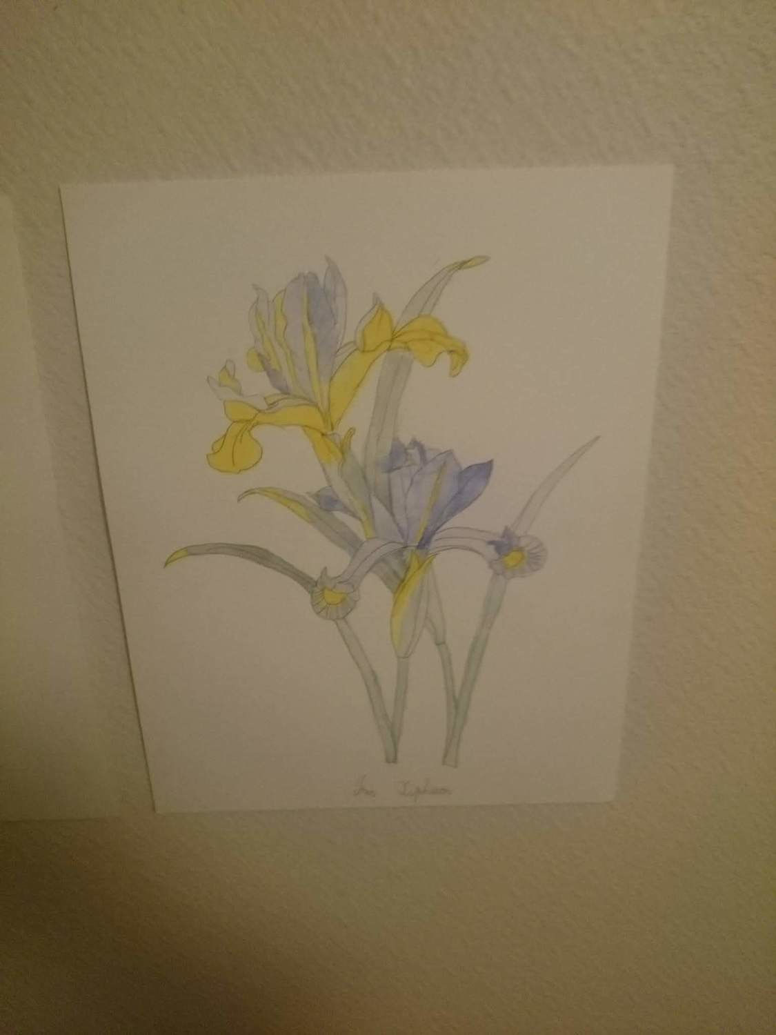 Iris Aquarelle