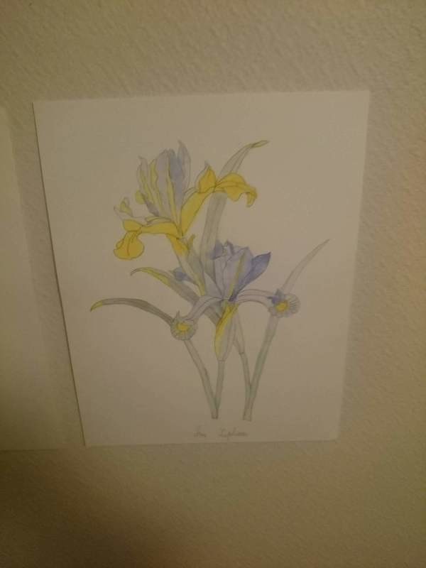 Iris Aquarelle