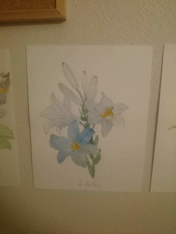 Iris