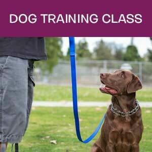 Item 04. Dog Obedience Training Class Item 04. Dog Obedience Training Class