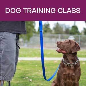 Item 02. Puppy / Dog Training Class