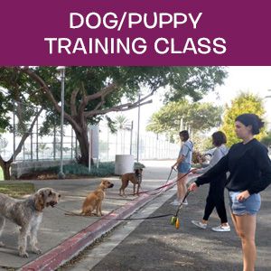 Dog/Puppy Training Class