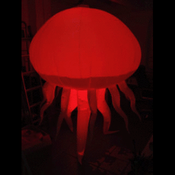 Jellyfish