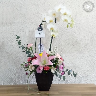 Orquídeas