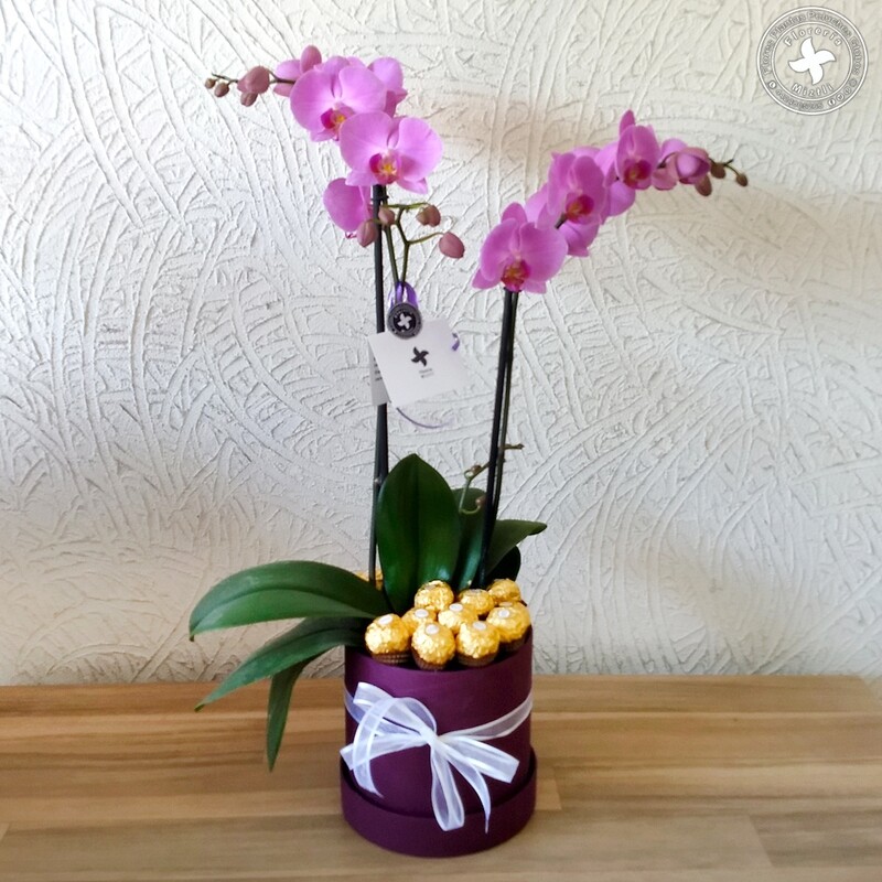Orquídea flowerbox chocolates