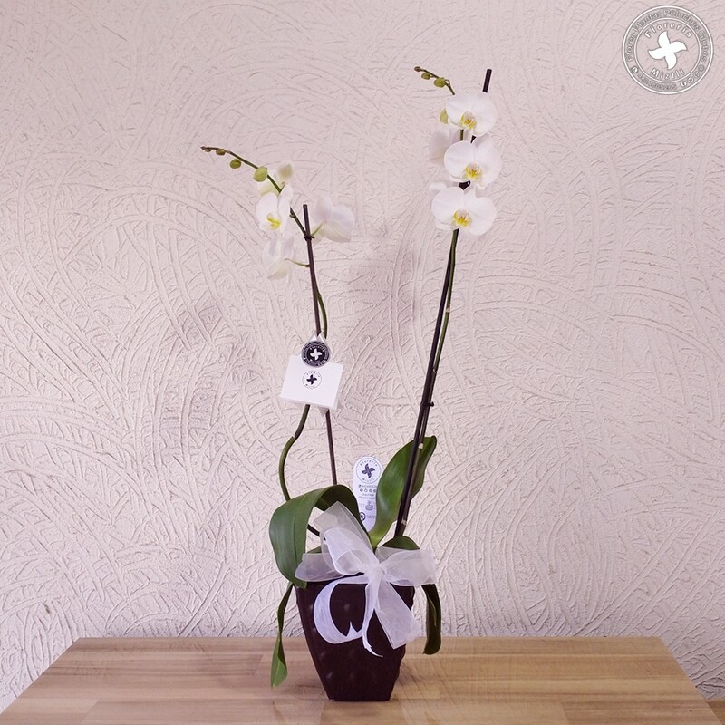 Orquídea en maceta cerámica