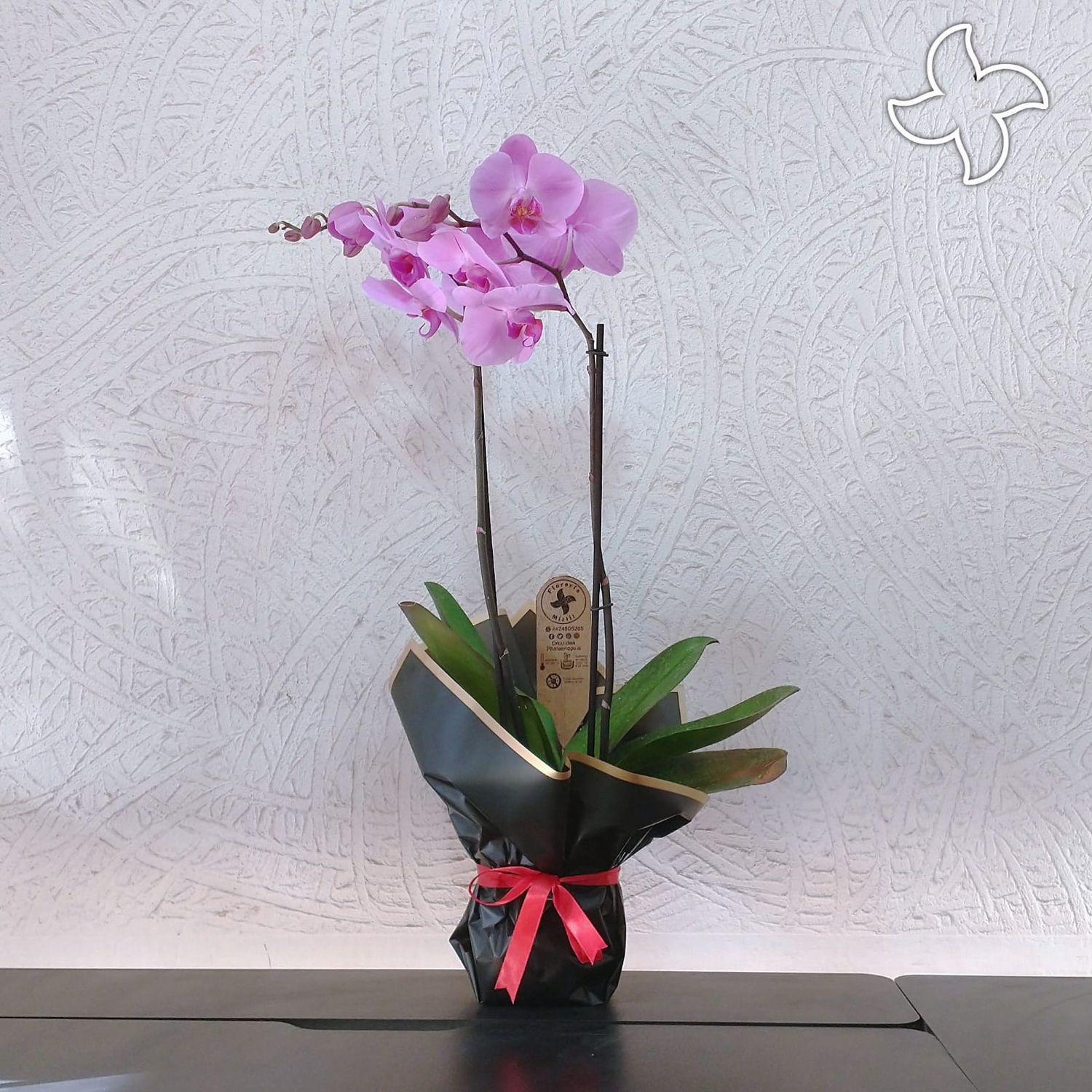Orquídea básica