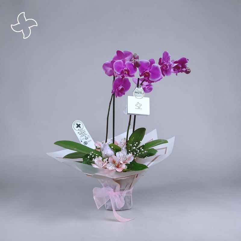 Orquídea básica