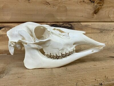 Whitetail Doe Skull