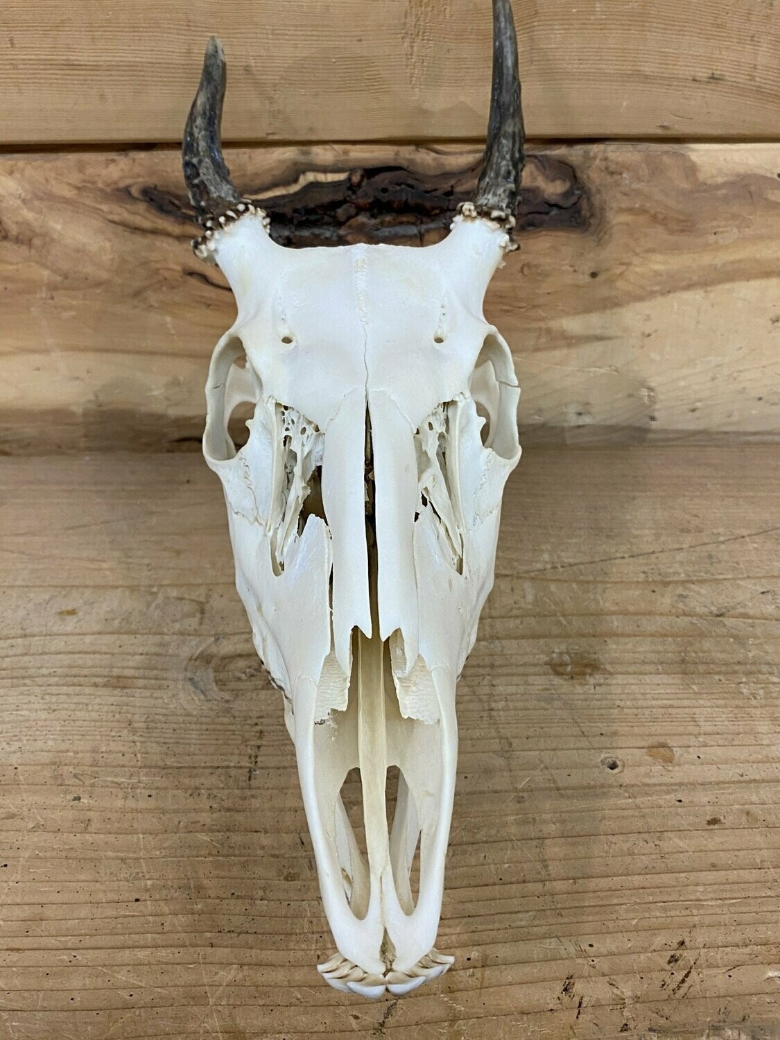 Whitetail Spike Skull