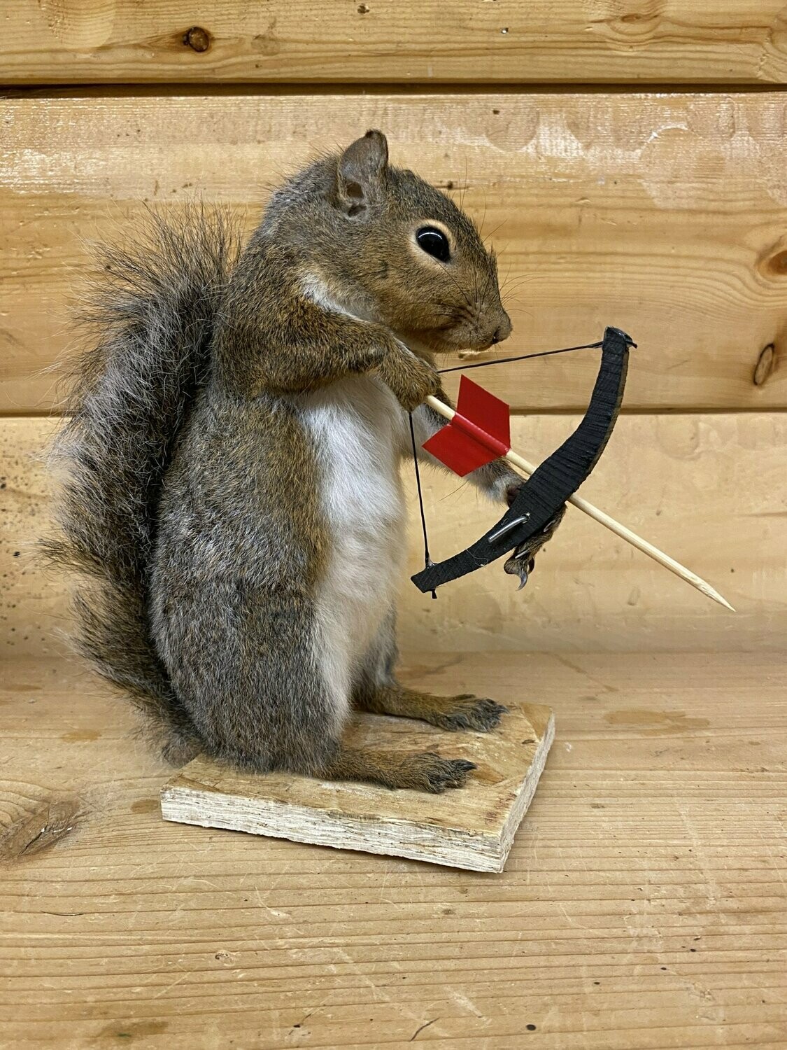 texas squirrel hunting regulations texas squirrel hunting regulations