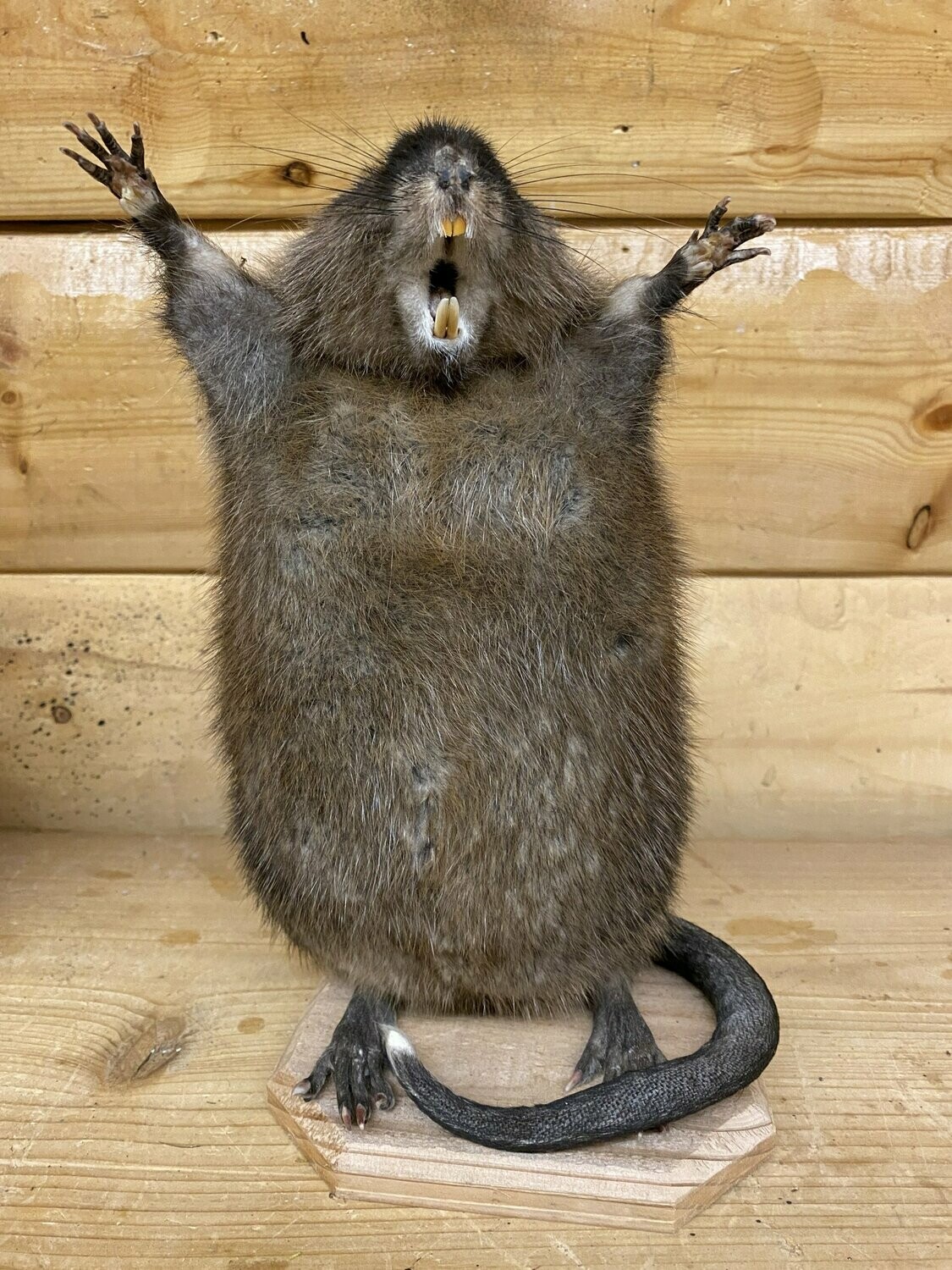 Angry Muskrat