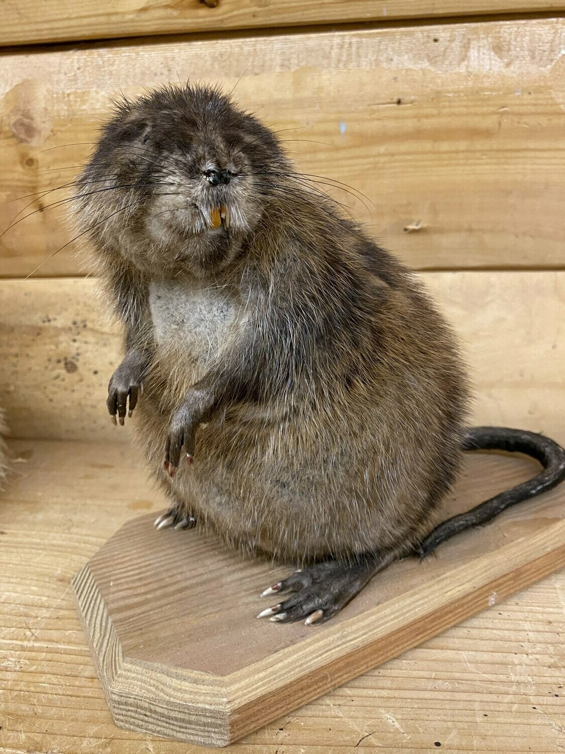 Muskrat