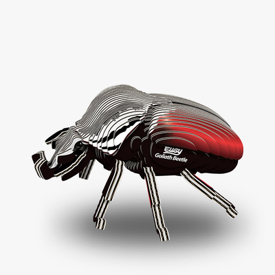 111 Goliath Beetle