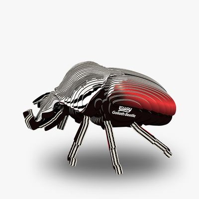 111 Goliath Beetle