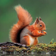 Wildlife Trust - Red Squirrel Card