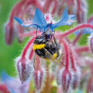 Wildlife Trust - Buff-Tailed Bumblebee Card