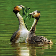 Wildlife Trust - Great Crested Grebe Card