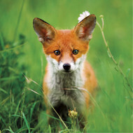 Wildlife Trust - Red Fox Cub Card