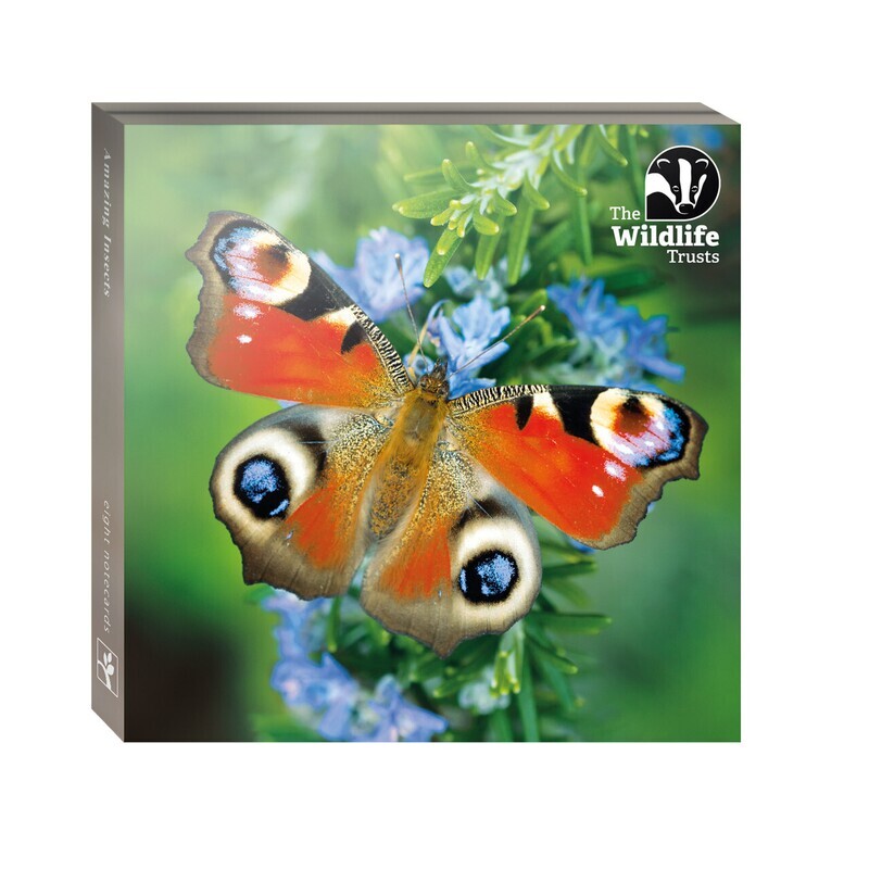 Wildlife Trust - Amazing Insects Note Card Set