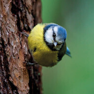 Wildlife Trust - Blue Tit Card