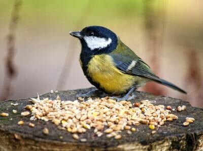 Bird Food