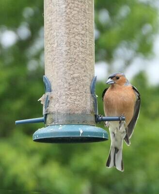 Bird Feeders