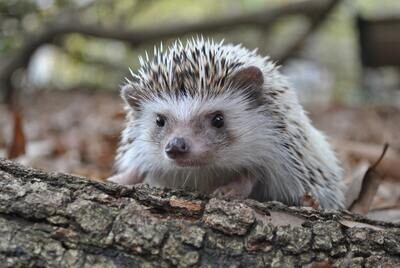 Hedgehog Homes &amp; Food