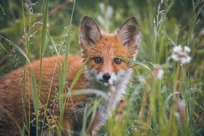 Other Garden Visitors