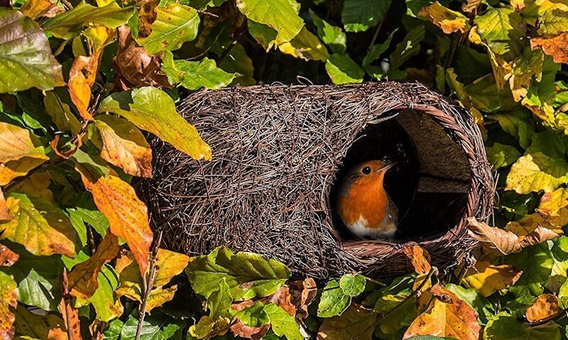 Wildlife World - Robin Nester
