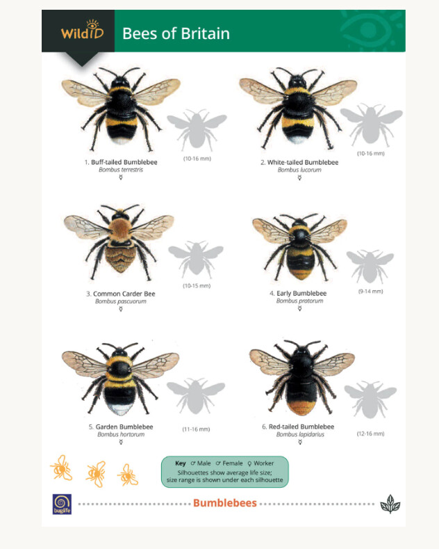 FSC - Guide to Bees of Britain