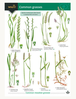 FSC - Guide to Common Grasses