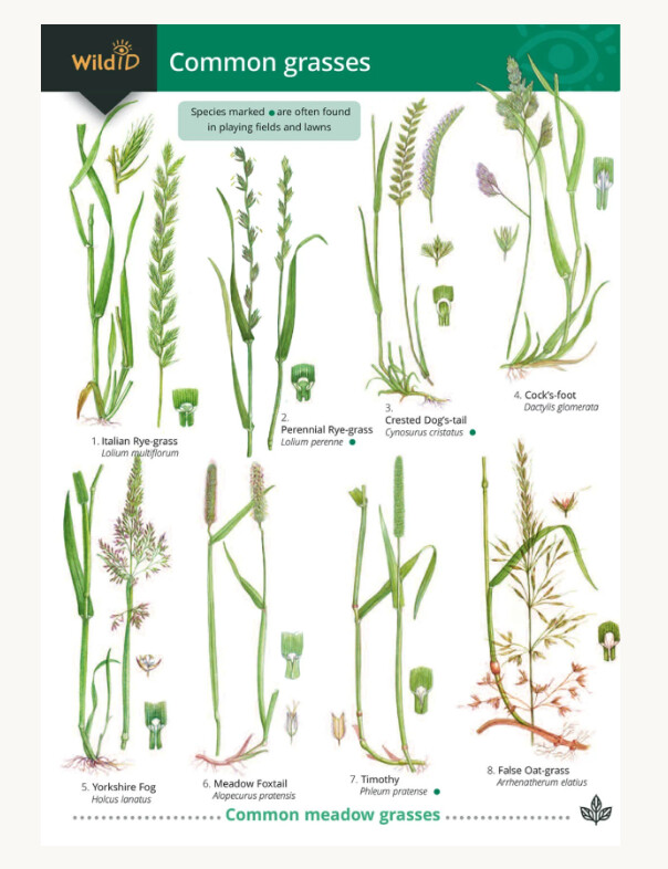 FSC - Guide to Common Grasses