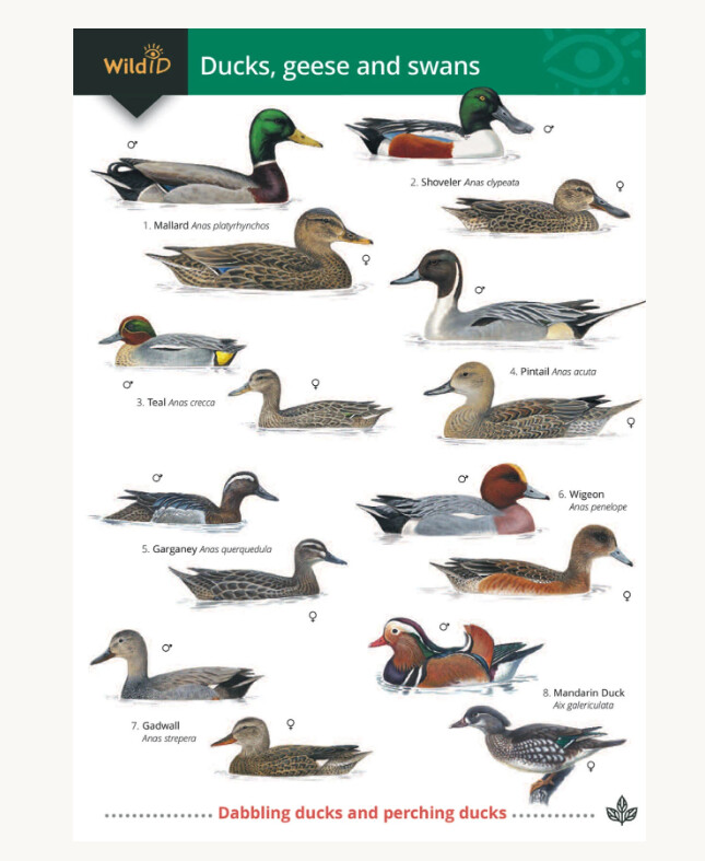 FSC -  Guide to Ducks, Geese &amp; Swans