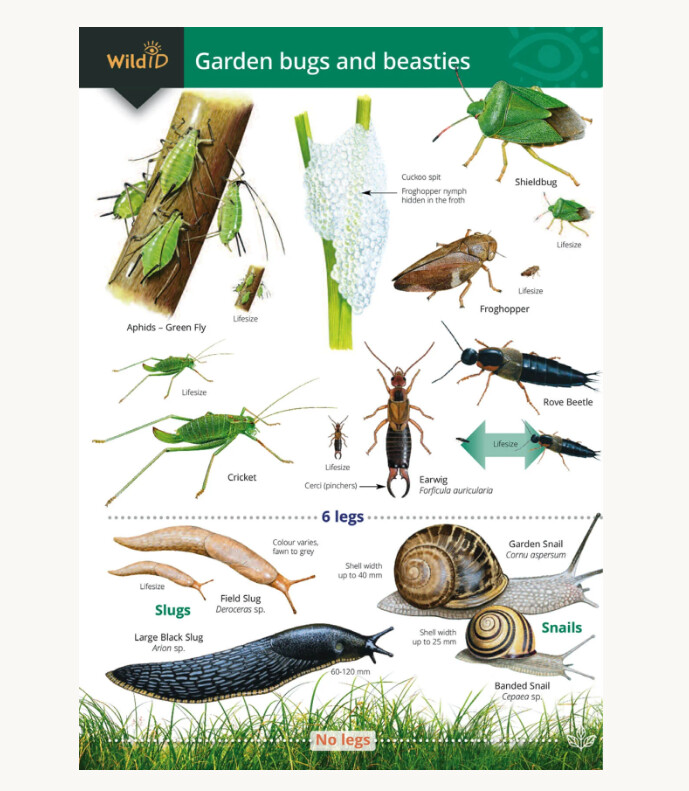 FSC - Garden Bugs &amp; Beasties