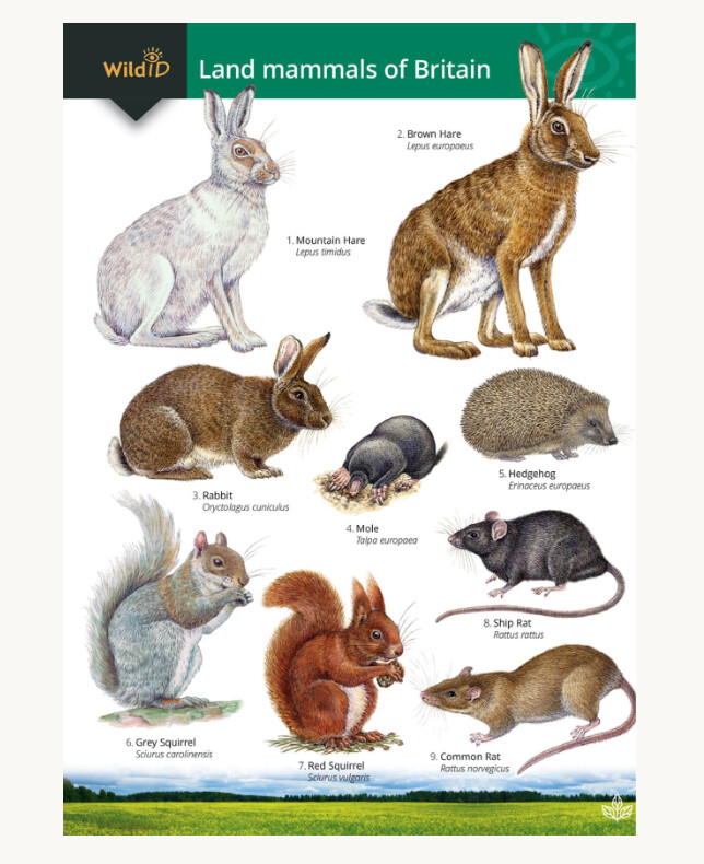 FSC - Guide to the Land Mammals of Britain