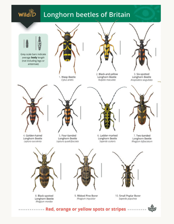 FSC - Guide to Longhorn Beetles of Britain
