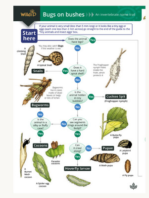 FSC - Bugs On Bushes