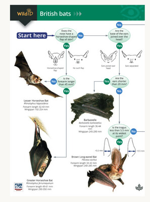 FSC - Guide to British Bats