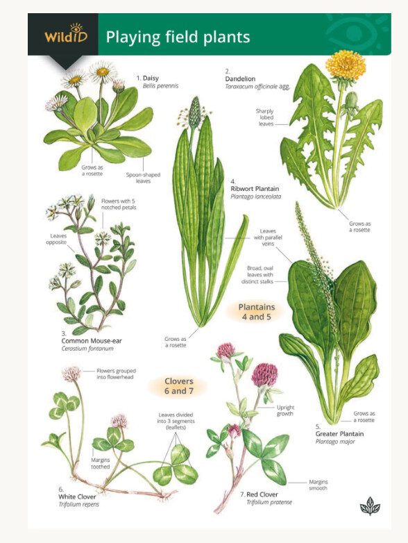 FSC - Playing Field Plants