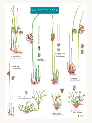 FSC - Guide to Rushes