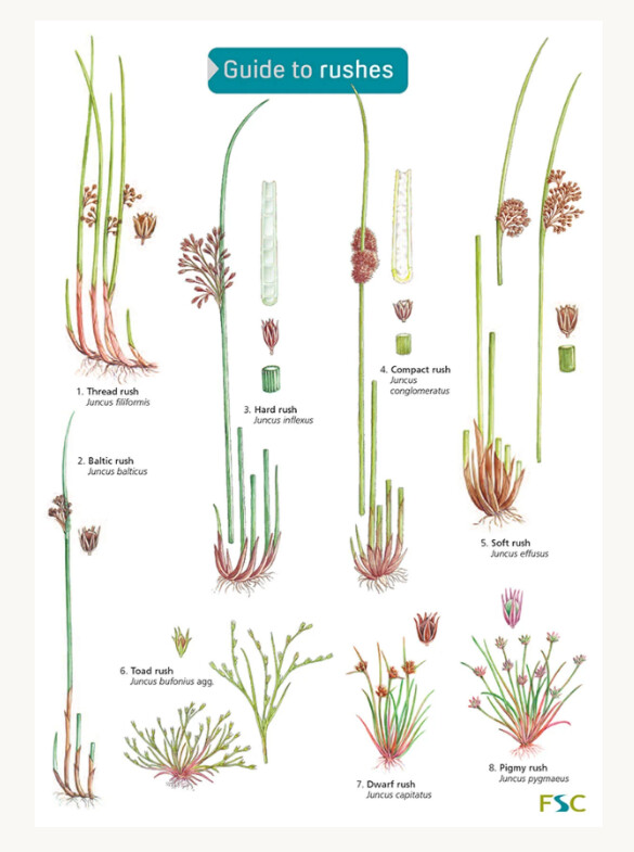 FSC - Guide to Rushes