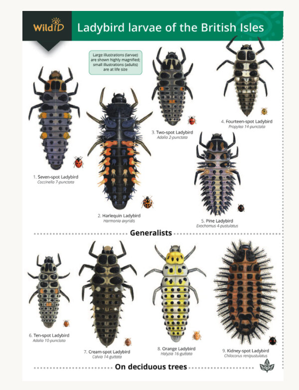 FSC - Guide to the Ladybird Larvae of the British Isles