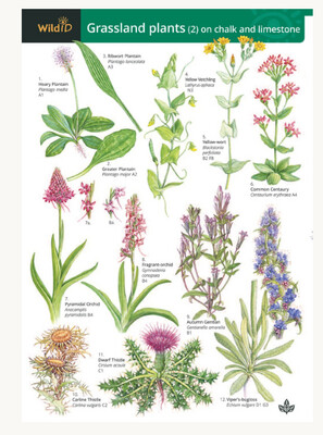 FSC - Guide to Glassland Plants (1)