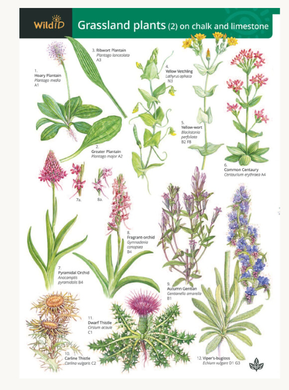 FSC - Guide to Glassland Plants (1)