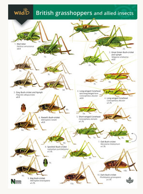 FSC - Guide to British Grasshoppers and Allied Insects